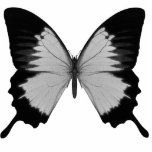 Big Grey & Black Butterfly photo sculptures