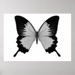 Big Grey & Black Butterfly