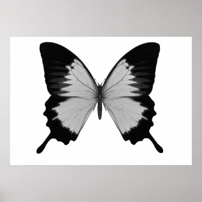 Big Grey & Black Butterfly by VoXeeD