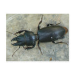 Big-headed Ground Beetle Postcard