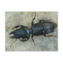 Big-headed Ground Beetle Postcard