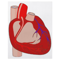 Big Hearted Flyers