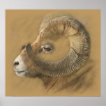 Big Horn Chalk Drawing Poster posters