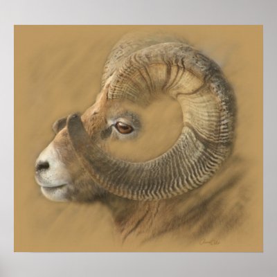 Big Horn Chalk Drawing Poster by SocialiteDesigns