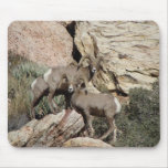 Big Horn Sheep at Red Rock Mouse Pads
