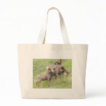 Big Horn Sheep Feeding bags