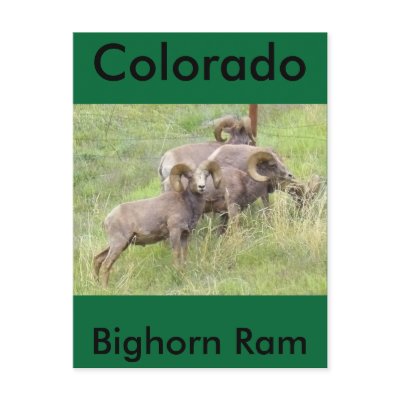 Big Horn Sheep Feeding Post Card by BillsAdventures