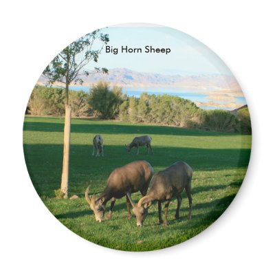 Big Horn Sheep grazing at Lake Mead, Big Horn S... Fridge Magnets by ecundiff