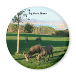 Big Horn Sheep grazing at Lake Mead, Big Horn S... magnets