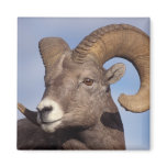 big horn sheep, mountain sheep, Ovis canadensis,