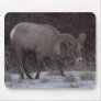 Big Horn Sheep Mouse Pad
