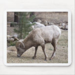 Big Horn Sheep Mousepad