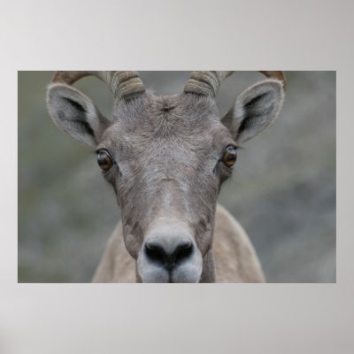 Big Horn Sheep Print by jsb2092