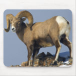Big Horn Sheep Yellowstone National Park Mouse Mat