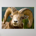 Big Horned Sheep posters