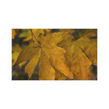 Big Leaf Maple Wrapped Canvas Gallery Wrap Canvas