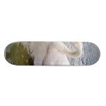 Big Male Swan Bird In Lake Skate Board