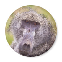 Big Man on Campus Magnets