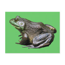 Big Old Bullfrog Animal Nature Photo Postcard
