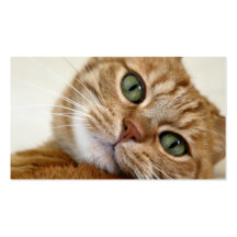 Big Orange Kitty Business Card