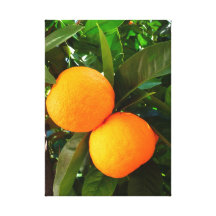 Big oranges in a tree canvas print