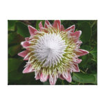 Big Pink and White Flower Canvas Print