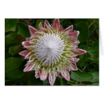 Big Pink and White Flower Card