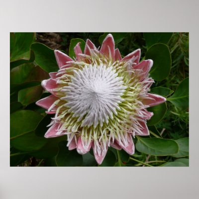 Big Pink and White Flower Print by mlewallpapers
