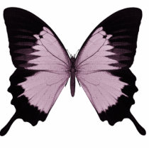 Big Pink & Black Butterfly - Personalise