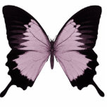 Big Pink & Black Butterfly - Personalise photo sculptures