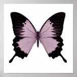 Big Pink & Black Butterfly - Personalize Print