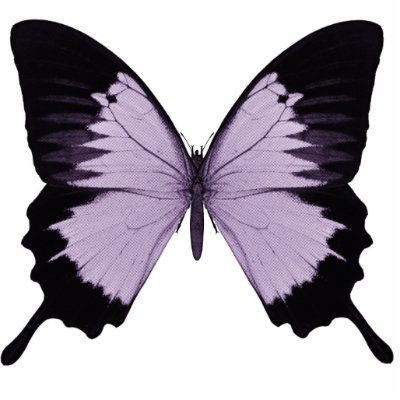 Big Purple & Black Butterfly by VoXeeD