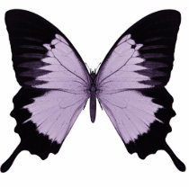 Big Purple & Black Butterfly