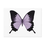 Big Purple & Black Butterfly
