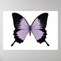 Big Purple & Black Butterfly