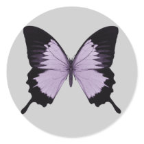 Big Purple & Black Butterfly