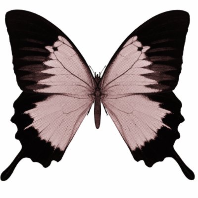 Big Red & Black Butterfly by VoXeeD