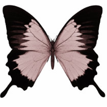 Big Red & Black Butterfly