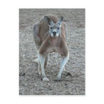 Big Red Kangaroo