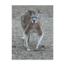 Big Red Kangaroo
