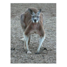 Big Red Kangaroo Postcard