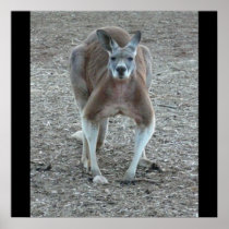 Big Red Kangaroo Print