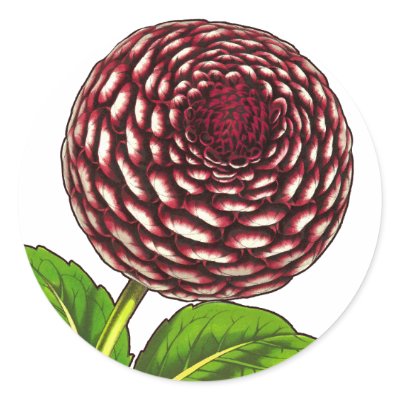 Big Red / Purple Dahlia Vintage Van Houtte Print by AntiqueImages