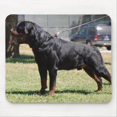 Big Rottie Mouse Mat by denvercris