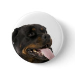 big rottweiler buttons