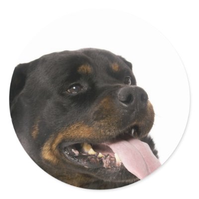 big rottweiler round sticker by mag26s