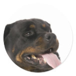 big rottweiler stickers