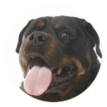 big rottweiler round stickers