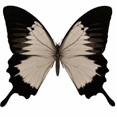 Big Sepia Orange & Black Butterfly by VoXeeD