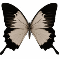 Big Sepia Orange & Black Butterfly